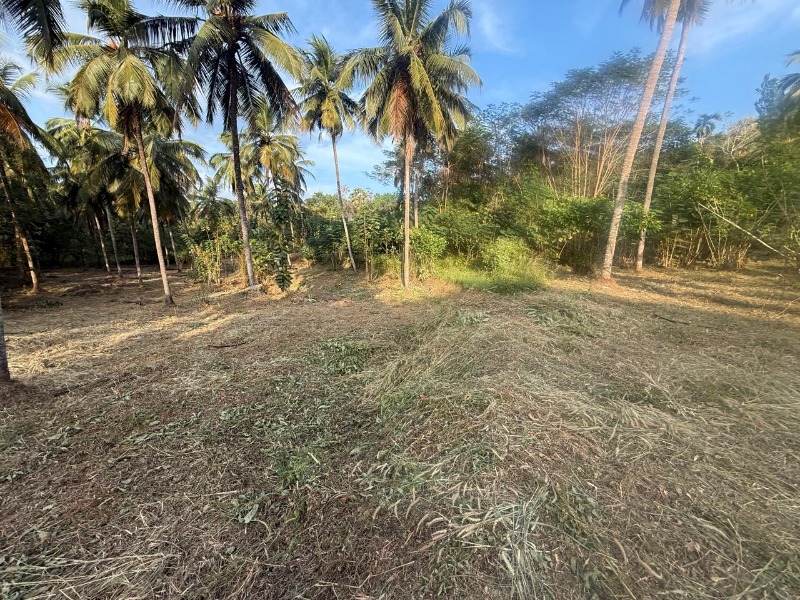1 ഏക്കർ 32 സെന്റ് പറമ്പ് സ്ഥലം വിൽപ്പനയ്ക്ക്. photo 2