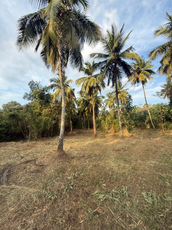 1 ഏക്കർ 32 സെന്റ് പറമ്പ് സ്ഥലം വിൽപ്പനയ്ക്ക്. photo 3