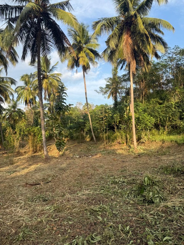 1 ഏക്കർ 32 സെന്റ് പറമ്പ് സ്ഥലം വിൽപ്പനയ്ക്ക്. photo 4