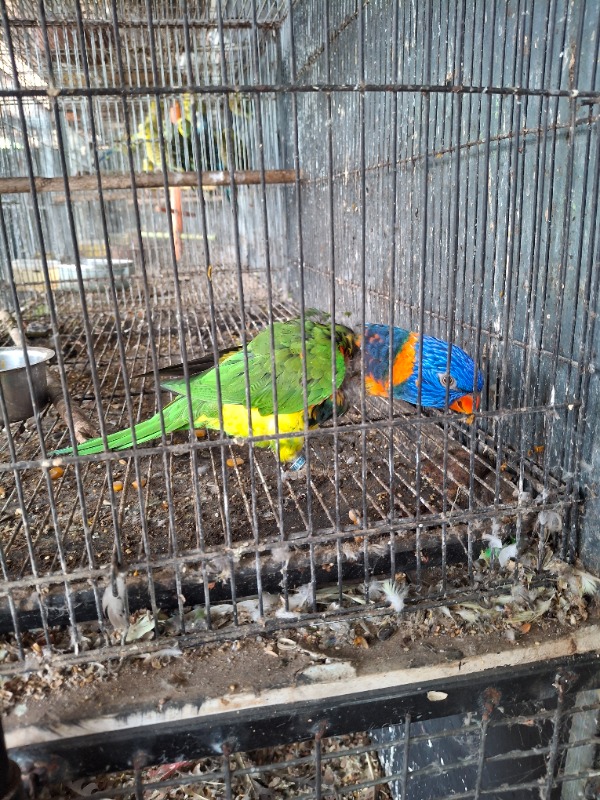 Lory keet photo 2
