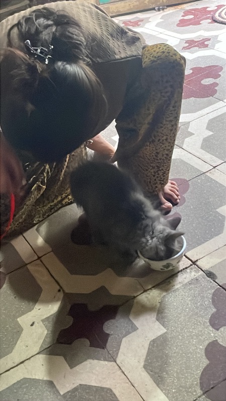 Cat photo 2