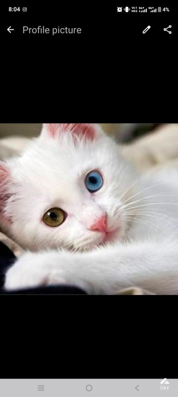 Cat photo 2
