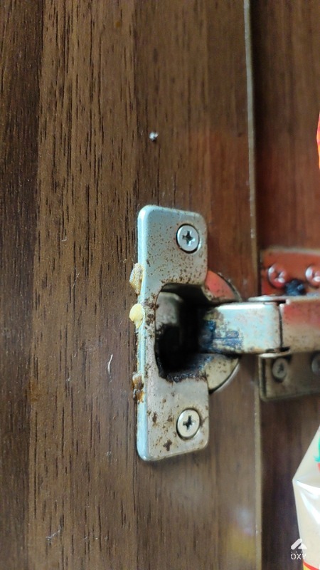 Pest Control Service  photo 2
