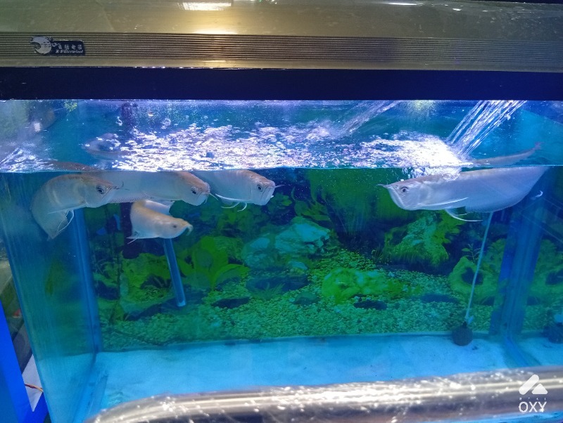 Aquarium  photo 3