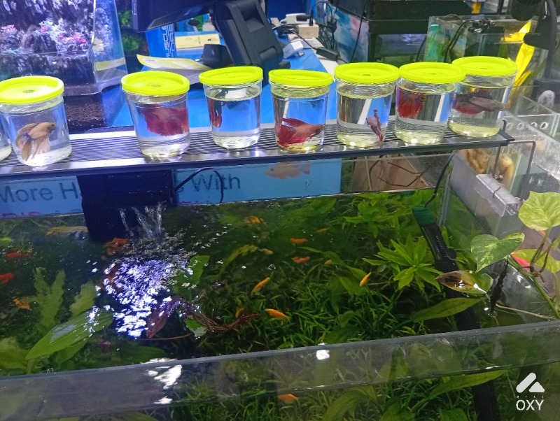 Aquarium  photo 4
