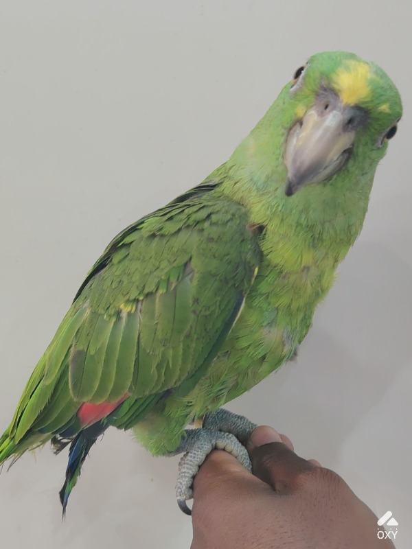 Parrots photo 2
