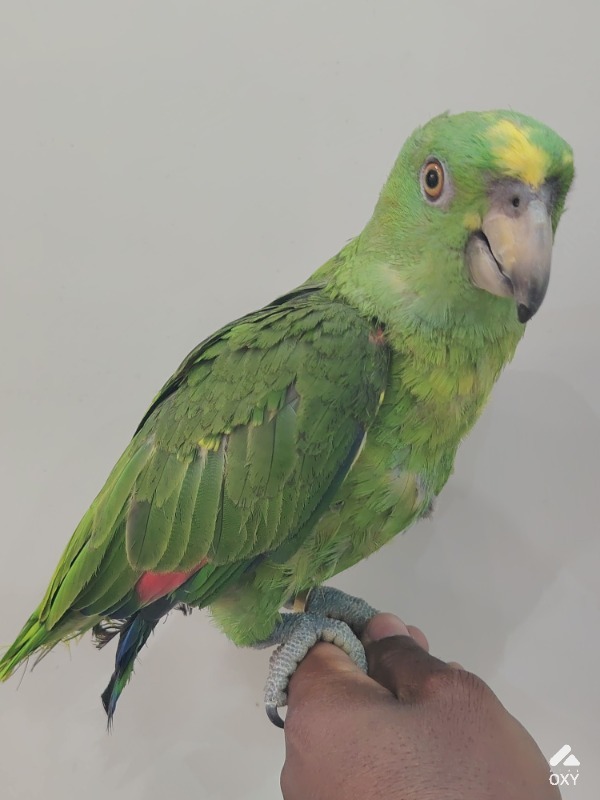 Parrots photo 3