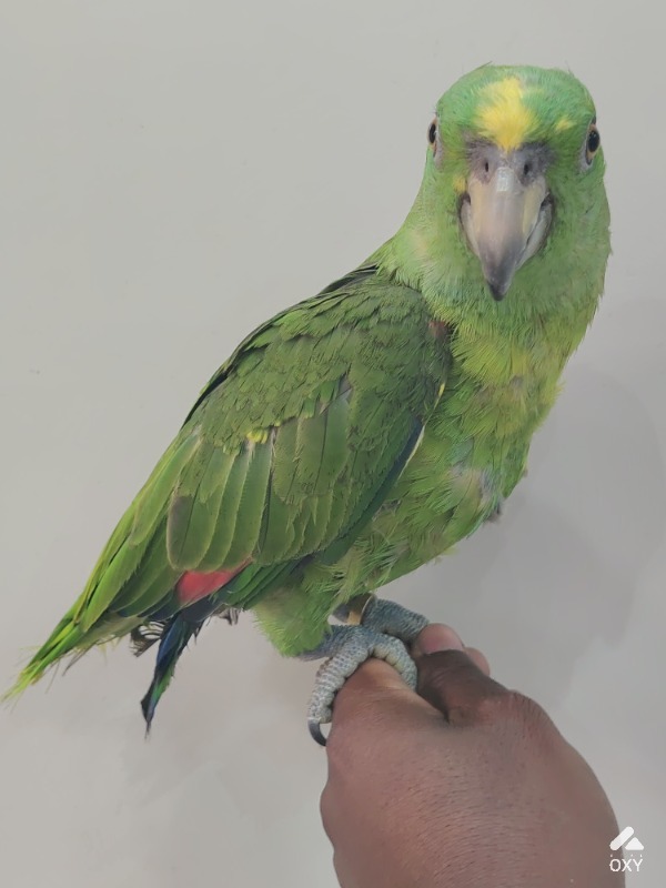 Parrots photo 4
