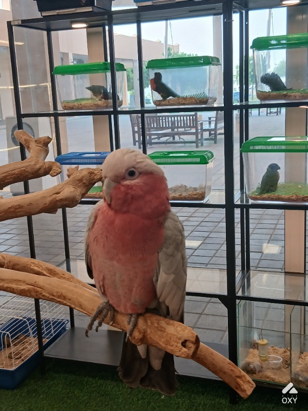 Galah cockatoo photo 2