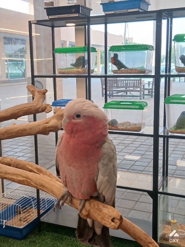 Galah cockatoo photo 3