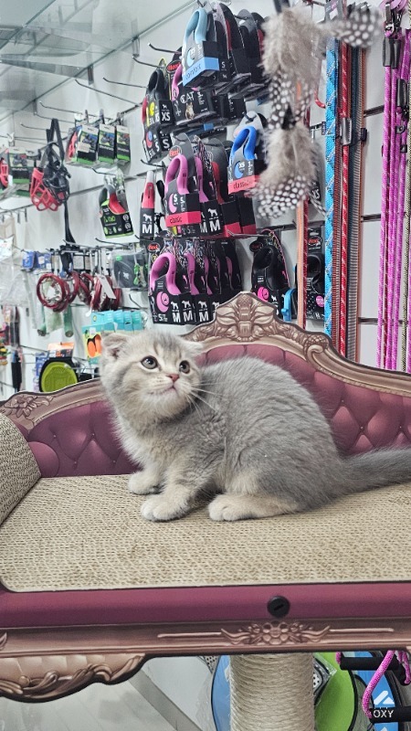 Cat for sale photo 2