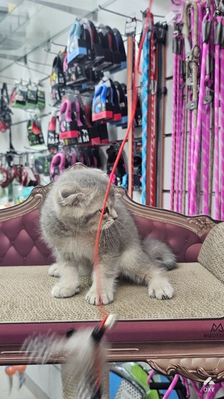 Cat for sale photo 3