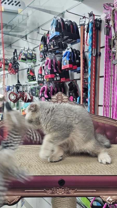 Cat for sale photo 4
