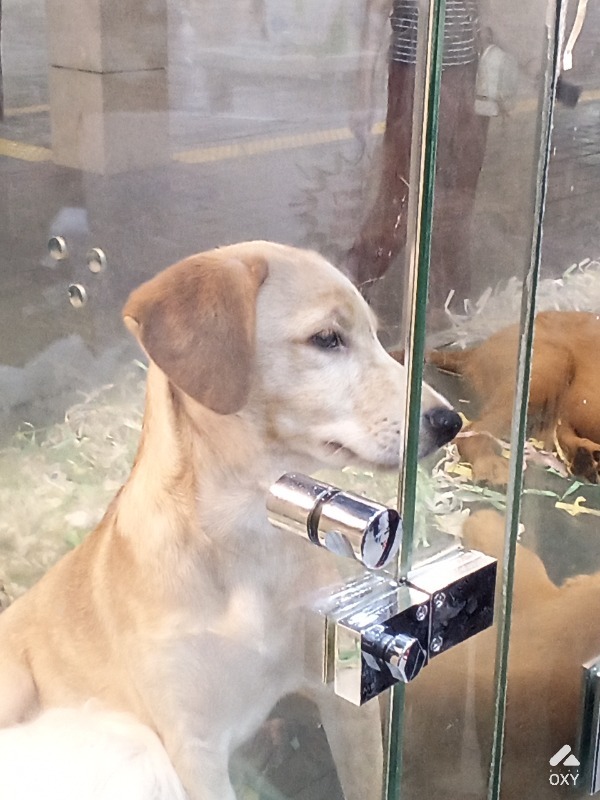 Shocker dog for sale photo 2