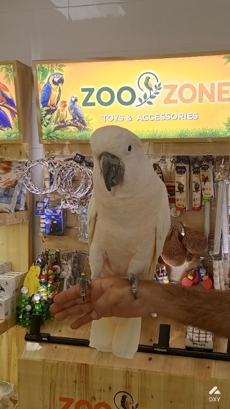Umbrella Cockatoo photo 2