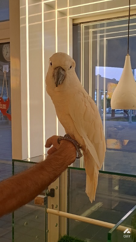 Umbrella Cockatoo photo 4