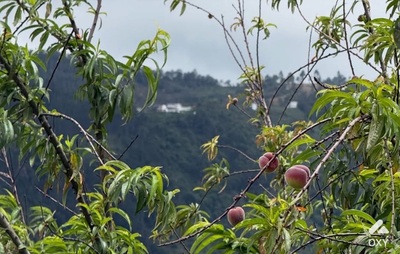 Premium Land for Sale in Kodaikanal photo 2