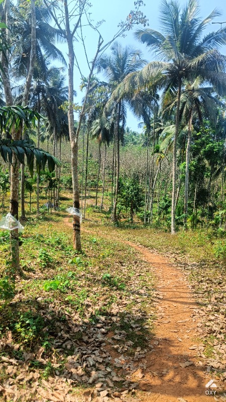 1.5 acre plot for sale photo 2