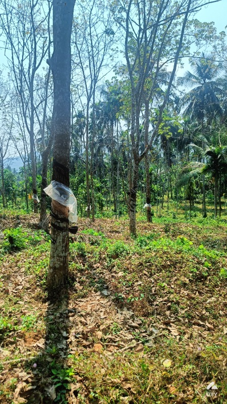 1.5 acre plot for sale photo 3